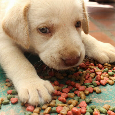 4 Easy-to-make and Healthy DIY Dog Food Recipes