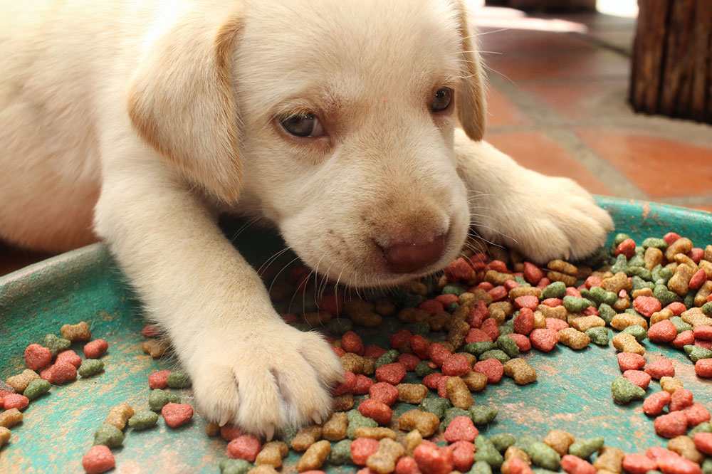 4 Easy-to-make and Healthy DIY Dog Food Recipes
