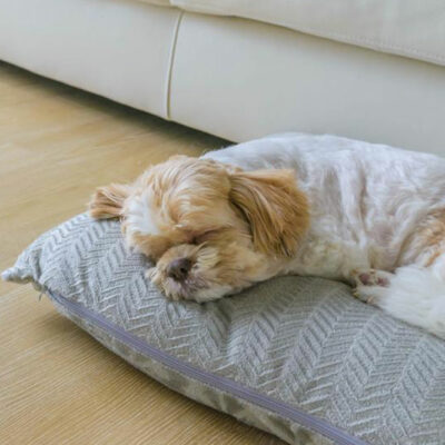 5 Hotel Rules to Follow When Traveling with Pets