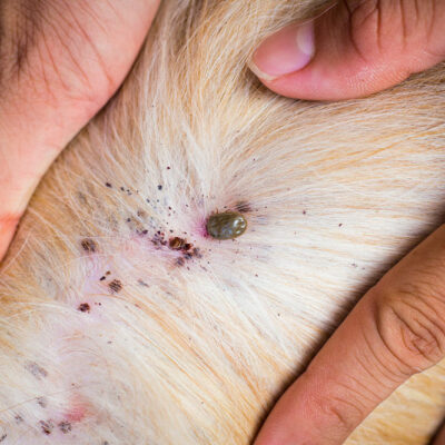 5 Products That Prevent Fleas and Ticks in Dogs