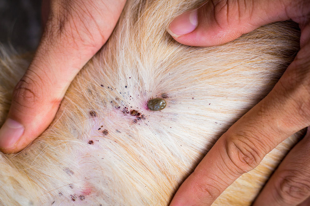 5 Products That Prevent Fleas and Ticks in Dogs