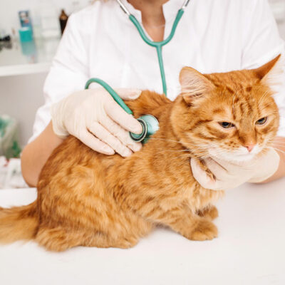 Keep These Foods Away From a Diabetic Cat’s Diet