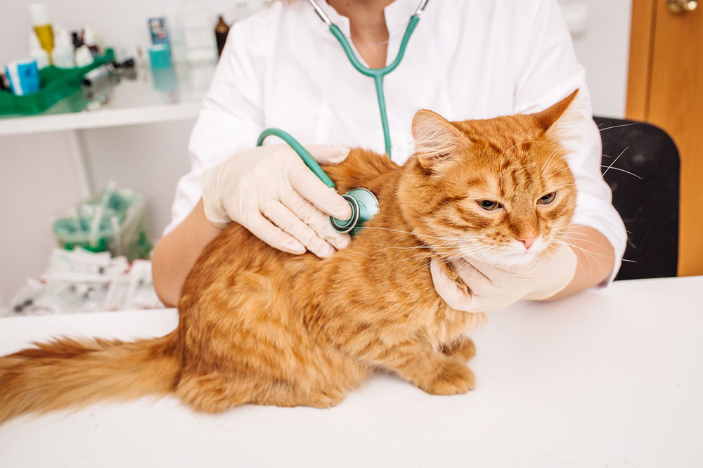 Keep These Foods Away From a Diabetic Cat’s Diet