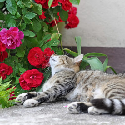 Plants That Are Toxic to Cats