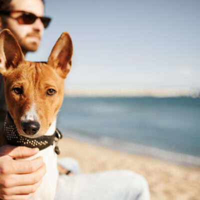 A Basic Checklist to Follow When Traveling with Pets