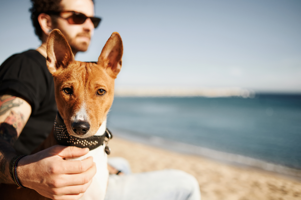 A Basic Checklist to Follow When Traveling with Pets